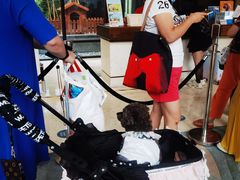 -上海崇明金茂凯悦酒店