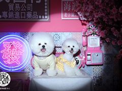 -超宠爱宠物摄影-Super pet