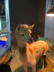 -未来动物城主题公园(正弘城店)