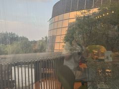 -油梨树AVOCADO TREE(望京店)