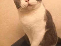 -东方名猫馆·英短金渐层布偶猫舍(环线广场1号楼店)