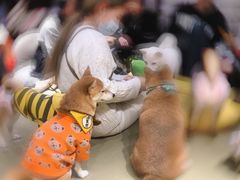 -逗柴咖啡屋·狗咖猫咖宠物桌游