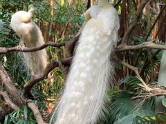 -广州长隆野生动物世界