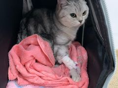 -伟伟宠物医院·CT影像中心·瑞派犬猫综合性门诊(汉口总院)