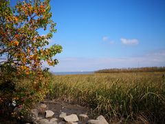-吴淞炮台湾湿地森林公园烧烤区