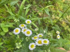 -素山寺森林公园