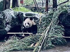 -都江堰中华大熊猫苑