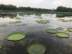 -荷塘月色湿地公园·向阳花洲
