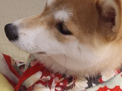-逗柴咖啡屋·狗咖猫咖宠物桌游