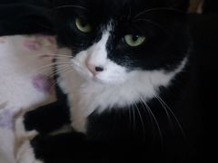 -北京恒爱动物医院(清景园分院)