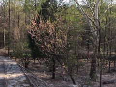 -白水寺森林公园
