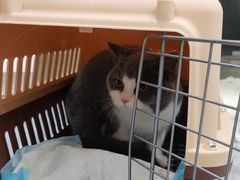 -爱洗澡的猫(天河路店)