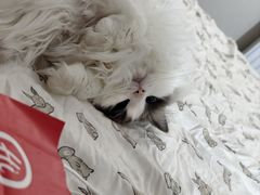 -伟伟宠物医院·瑞派猫友好医院·猫科(光谷店)