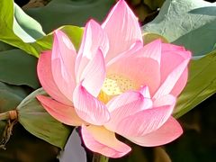 -荔湾湖公园