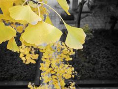 -重庆市江北嘴中央商务区中央公园