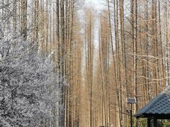 -黄海国家森林公园