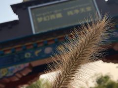 -武清南湖绿博园