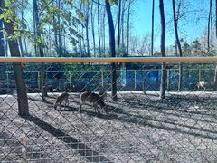 -合肥滨湖国家森林公园