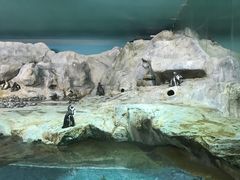 -新加坡飞禽公园