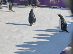 -沈阳奥体冰雪嘉年华
