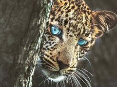 -罗红摄影艺术馆