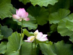 -四川大学(华西校区)