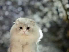 -武汉大学-樱园