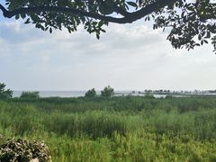 -合肥滨湖国家森林公园