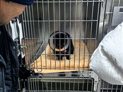 -宠颐生宠物医院·异宠猫科内科·诊疗中心宠巢店