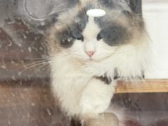 -樱桃家的宠物店(君安花园店)