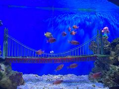 -太平洋海底世界