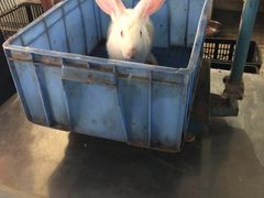 -温江公平红烧兔(总店)