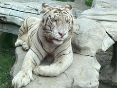 -北京野生动物园