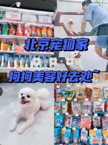 北京探店｜宠物美容洗澡spa推荐