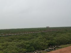 -北海金海湾红树林生态旅游区