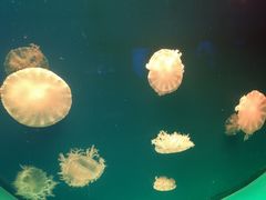 -福州罗源湾海洋世界旅游区