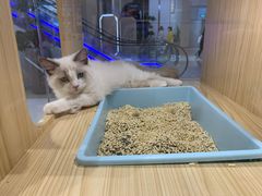 -屋虎猫馆(宝安大仟里店)