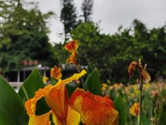 -荔枝公园(福田区)