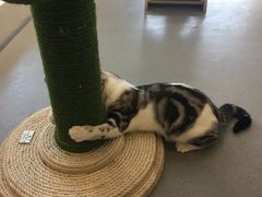 -飞行喵MR PILOT|猫舍·猫咖(静安大融城店)