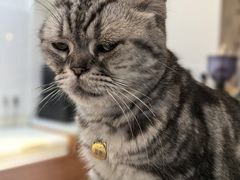 -有猫主题·治愈系猫咖(曾厝垵店)