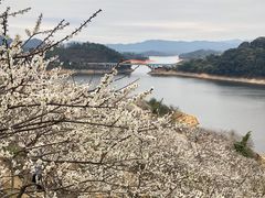 -广州市流溪河国家森林公园