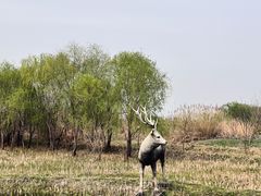 -溱湖国家湿地公园