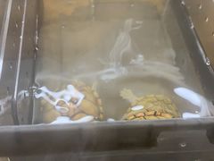 -灵龟之家百象馆(百象馆联合旗舰店)