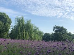-鹅湖玫瑰文化园