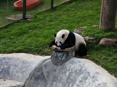 -栾川竹海野生动物园