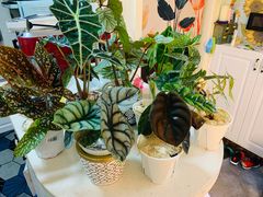 -Rabbit Cafe私房西餐甜点咖啡(栖霞路店)