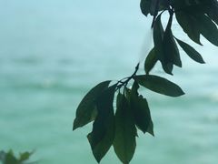 -广州市流溪河国家森林公园