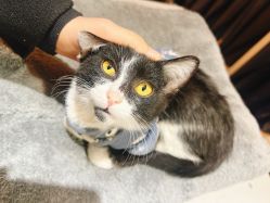 -ChenV西服礼服高级定制(市区养育巷店)