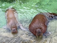-珠海长隆海洋王国