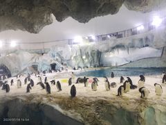 -帝企鹅自助餐厅•儿童岛•真企鹅(长隆企鹅酒店)